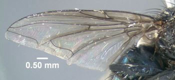 Media type: image;   Entomology 613615 Aspect: front wing